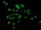 Crystallin Zeta Like 1 antibody, LS-C787118, Lifespan Biosciences, Immunofluorescence image 