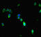 Mitogen-Activated Protein Kinase Kinase 3 antibody, A54584-100, Epigentek, Immunofluorescence image 