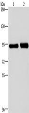 PMS1 Homolog 2, Mismatch Repair System Component antibody, TA351545, Origene, Western Blot image 