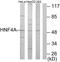HNF-4-alpha antibody, LS-C118887, Lifespan Biosciences, Western Blot image 