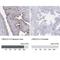 Leucine Rich Repeat Containing 23 antibody, NBP2-38827, Novus Biologicals, Immunohistochemistry paraffin image 