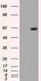 Serine/Threonine Kinase 39 antibody, CF500496, Origene, Western Blot image 