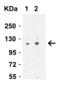 Vinculin antibody, 7807, ProSci Inc, Western Blot image 