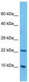 Chromosome 4 Open Reading Frame 3 antibody, TA335281, Origene, Western Blot image 