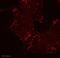 Caveolin 1 antibody, ab2910, Abcam, Immunofluorescence image 