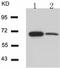 Cell Division Cycle 25A antibody, TA323118, Origene, Western Blot image 