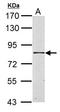HSD17B4 antibody, LS-C185569, Lifespan Biosciences, Western Blot image 