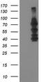 Katanin p80 WD40-containing subunit B1 antibody, CF503808, Origene, Western Blot image 