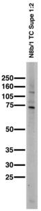 Voltage-dependent L-type calcium channel subunit beta-2 antibody, 73-065, Antibodies Incorporated, Western Blot image 