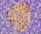 AGRG1 antibody, orb157356, Biorbyt, Immunohistochemistry paraffin image 