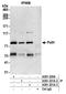 DNA Polymerase Eta antibody, A301-231A, Bethyl Labs, Immunoprecipitation image 