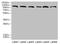 Catsper Channel Auxiliary Subunit Epsilon antibody, CSB-PA719393LA01HU, Cusabio, Western Blot image 