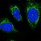 Chromosome 12 Open Reading Frame 73 antibody, NBP1-90536, Novus Biologicals, Immunofluorescence image 