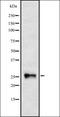 NOGG antibody, orb337195, Biorbyt, Western Blot image 