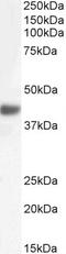 F-Box Protein 32 antibody, LS-C112792, Lifespan Biosciences, Western Blot image 