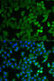 NPR2 Like, GATOR1 Complex Subunit antibody, 19-902, ProSci, Immunofluorescence image 