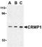 Collapsin Response Mediator Protein 1 antibody, MBS395495, MyBioSource, Western Blot image 