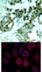 Ribosomal Protein S6 antibody, 79-373, ProSci, Immunohistochemistry frozen image 