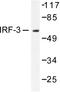 Interferon Regulatory Factor 3 antibody, AP06528PU-N, Origene, Western Blot image 