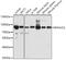 DnaJ homolog subfamily C member 2 antibody, GTX32564, GeneTex, Western Blot image 