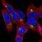 Hedgehog Acyltransferase antibody, NBP2-14089, Novus Biologicals, Immunofluorescence image 