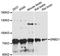 S1 RNA Binding Domain 1 antibody, LS-C748287, Lifespan Biosciences, Western Blot image 