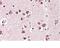 SH3GL2 antibody, NBP2-26164, Novus Biologicals, Immunohistochemistry frozen image 