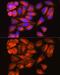 Outer Dense Fiber Of Sperm Tails 2 antibody, GTX02526, GeneTex, Immunofluorescence image 
