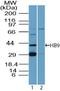 Motor Neuron And Pancreas Homeobox 1 antibody, ab92606, Abcam, Western Blot image 