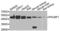 POU domain, class 6, transcription factor 1 antibody, LS-C346344, Lifespan Biosciences, Western Blot image 