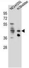 Growth Hormone Secretagogue Receptor antibody, AP51836PU-N, Origene, Western Blot image 