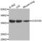 Coiled-Coil Domain Containing 50 antibody, abx002564, Abbexa, Western Blot image 