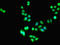Leukemia-associated protein 1 antibody, LS-C375579, Lifespan Biosciences, Immunofluorescence image 