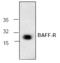 TNF Receptor Superfamily Member 13C antibody, GTX16220, GeneTex, Western Blot image 