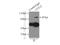 Cullin 2 antibody, 10981-2-AP, Proteintech Group, Immunoprecipitation image 