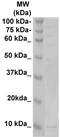 TAFA Chemokine Like Family Member 2 antibody, TA354499, Origene, Western Blot image 