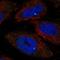 RIB43A Domain With Coiled-Coils 1 antibody, NBP2-55264, Novus Biologicals, Immunocytochemistry image 
