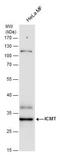 Protein-S-isoprenylcysteine O-methyltransferase antibody, NBP2-42865, Novus Biologicals, Western Blot image 