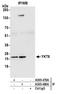 YKT6 V-SNARE Homolog antibody, A305-480A, Bethyl Labs, Immunoprecipitation image 
