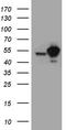 Staufen Double-Stranded RNA Binding Protein 1 antibody, CF811484, Origene, Western Blot image 