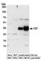 CD7 Molecule antibody, A304-396A, Bethyl Labs, Western Blot image 
