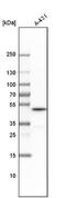 G2/mitotic-specific cyclin-B2 antibody, NBP1-89657, Novus Biologicals, Western Blot image 