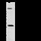 NK1 Homeobox 2 antibody, 104372-T36, Sino Biological, Western Blot image 