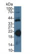 Ferritin Heavy Chain 1 antibody, LS-C718153, Lifespan Biosciences, Western Blot image 