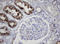 Conserved oligomeric Golgi complex subunit 6 antibody, LS-C337886, Lifespan Biosciences, Immunohistochemistry paraffin image 