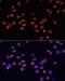 GATA Binding Protein 4 antibody, 19-100, ProSci, Immunofluorescence image 