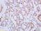 Fibroblast Growth Factor Receptor 1 antibody, orb5238, Biorbyt, Immunohistochemistry paraffin image 