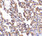 Interleukin 21 Receptor antibody, ADI-905-308-100, Enzo Life Sciences, Immunohistochemistry frozen image 