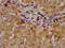 Dimethylglycine dehydrogenase, mitochondrial antibody, CSB-PA883415LA01HU, Cusabio, Immunohistochemistry paraffin image 