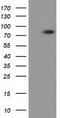 Gephyrin antibody, TA502218, Origene, Western Blot image 